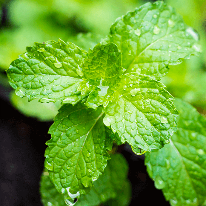 Sprite de menta marca glister